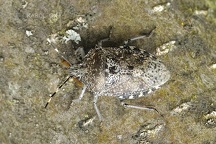 Rhaphigaster nebulosa (1)